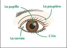 Schéma de l'oeil de face