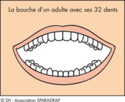 Vue de toutes les dents dans la bouche