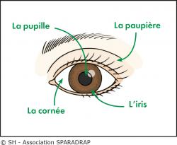 Schéma de l'oeil de face