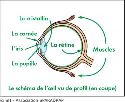 Schéma de l'oeil en coupe